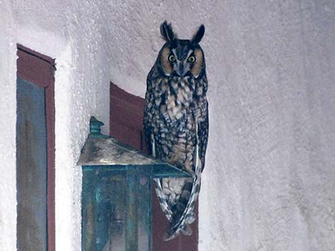 Long-eared Owl (Asio otus)