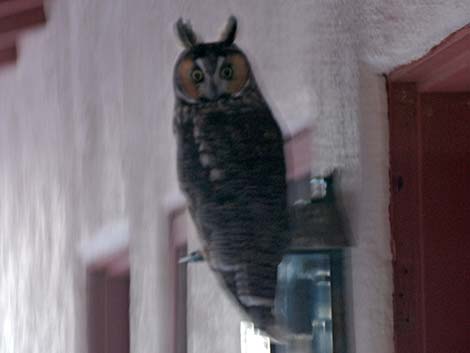 Long-eared Owl (Asio otus)