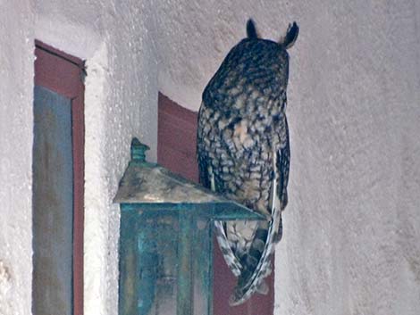 Long-eared Owl (Asio otus)