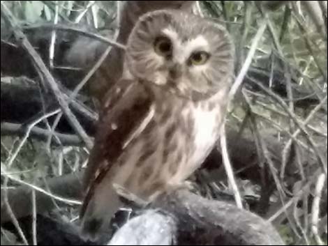 Northern Saw-whet Owl (Aegolius acadicus)