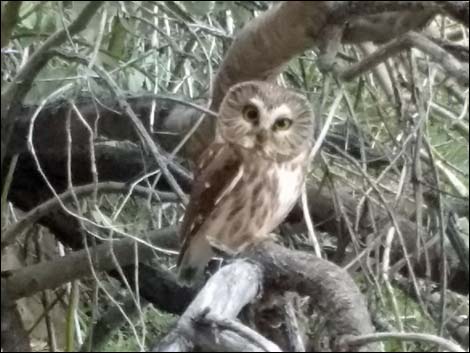 Northern Saw-whet Owl (Aegolius acadicus)