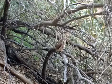 Northern Saw-whet Owl (Aegolius acadicus)