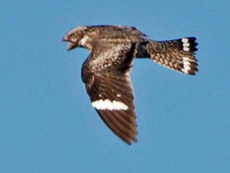 Common Nighthawk (Chordeiles minor)