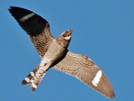 Common Nighthawk (Chordeiles minor)