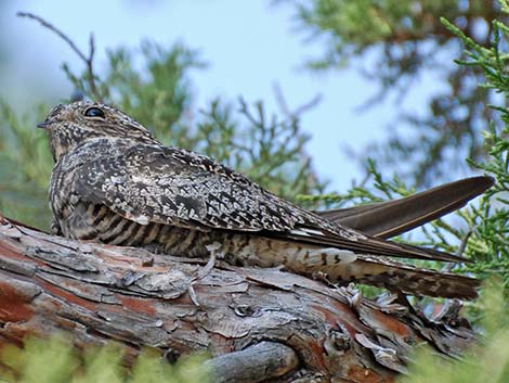 Common Nighthawk (Chordeiles minor)