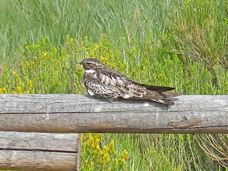 Common Nighthawk (Chordeiles minor)