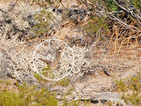 Lesser Nighthawk (Chordeiles acutipennis)