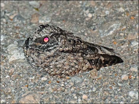 Common Poorwill