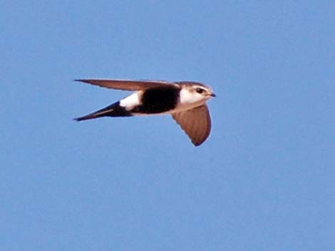 White-throated Swift (Aeronautes saxatalis)