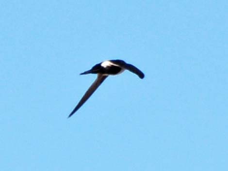 White-throated Swift (Aeronautes saxatalis)