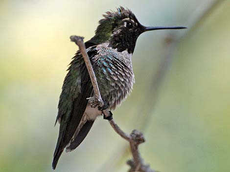 Anna's Hummingbird (Calypte anna)