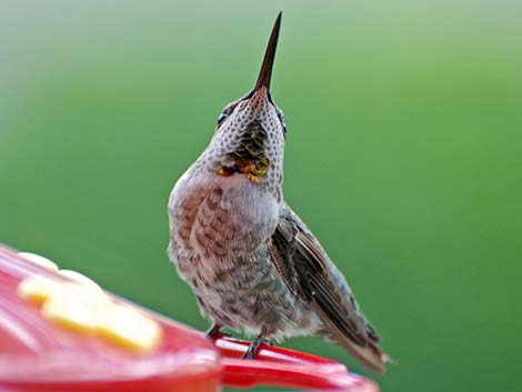 Anna's Hummingbird (Calypte anna)