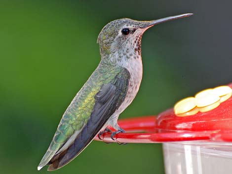 Anna's Hummingbird (Calypte anna)