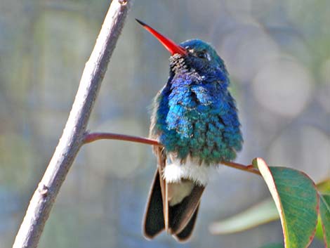 Broad-billed Hummingbird (Cynanthus latirostris)