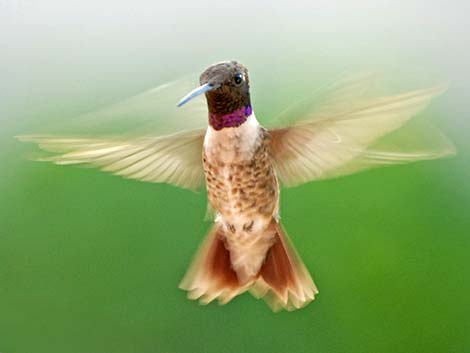 Black-chinned Hummingbird (Archilochus alexandri)