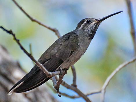 Blue-throated Hummingbird (Lampornis clemenciae)