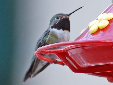 Broad-tailed Hummingbird (Selasphorus platycercus)