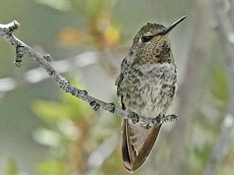 Broad-tailed Hummingbird (Selasphorus platycercus)