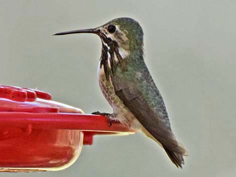 Calliope Hummingbird (Stellula calliope)