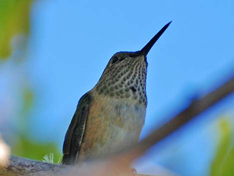 Calliope Hummingbird (Stellula calliope)