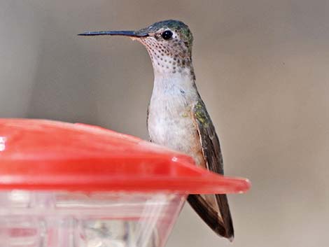 Calliope Hummingbird (Stellula calliope)