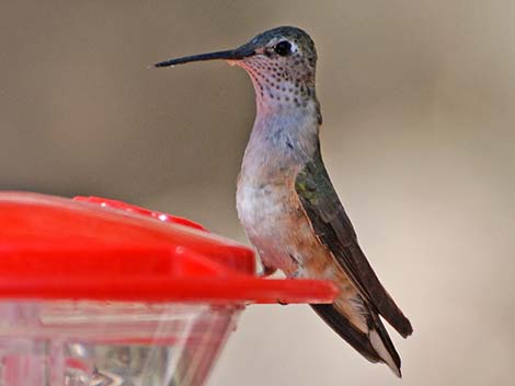 Calliope Hummingbird (Stellula calliope)