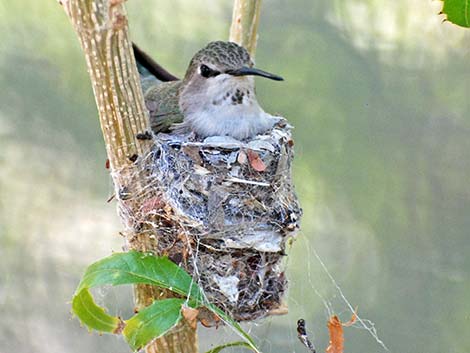 Costa's Hummingbird (Calypte costae)