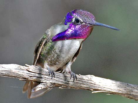 Costa's Hummingbird (Calypte costae)