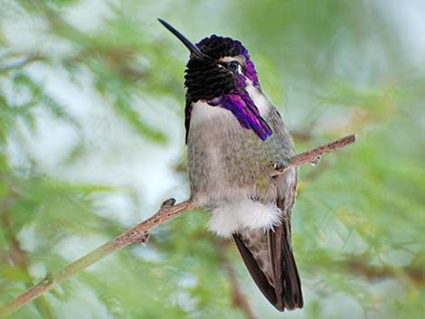 Costa's Hummingbird (Calypte costae)