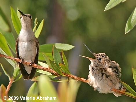 Costa's Hummingbird (Calypte costae)