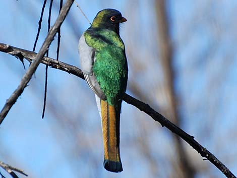 Elegant Trogon (Trogon elegans)