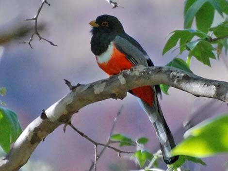 Elegant Trogon (Trogon elegans)