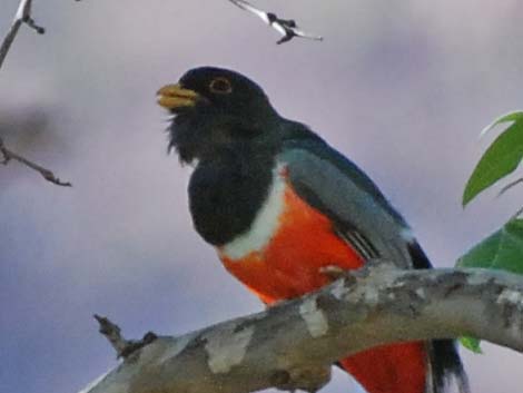 Elegant Trogon (Trogon elegans)