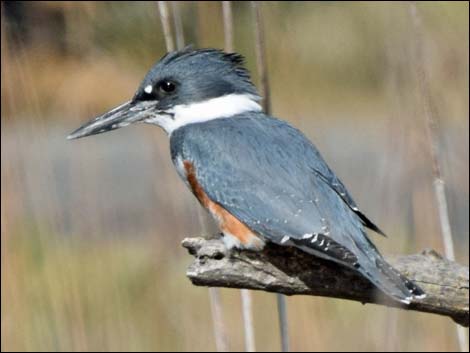 Belted Kingfisher (Ceryle alcyon)