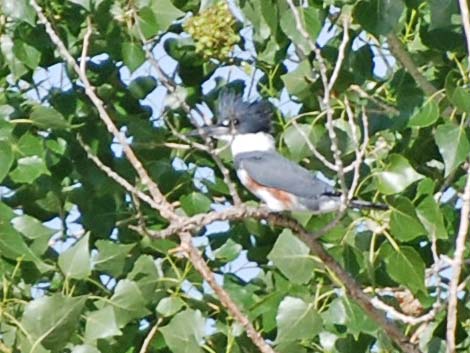 Belted Kingfisher (Ceryle alcyon)