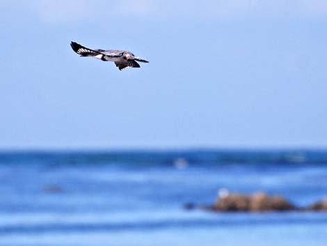 Belted Kingfisher (Ceryle alcyon)