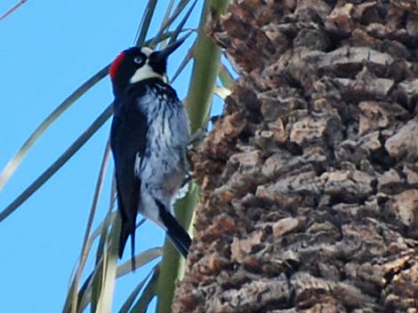 Acorn Woodpecker (Melanerpes formicivorus)