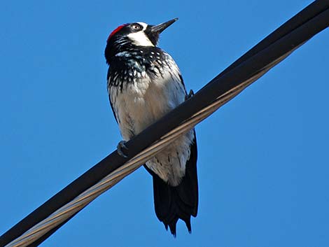 Acorn Woodpecker (Melanerpes formicivorus)