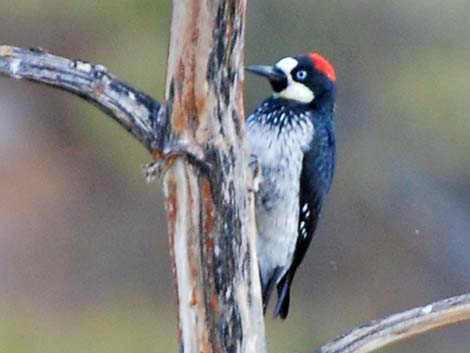 Acorn Woodpecker (Melanerpes formicivorus)