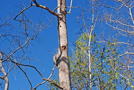 Acorn Woodpecker (Melanerpes formicivorus)