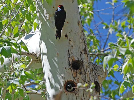 Acorn Woodpecker (Melanerpes formicivorus)