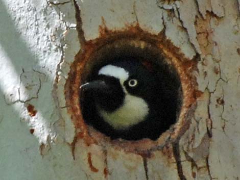 Acorn Woodpecker (Melanerpes formicivorus)