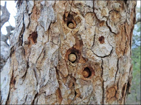 Acorn Woodpecker (Melanerpes formicivorus)