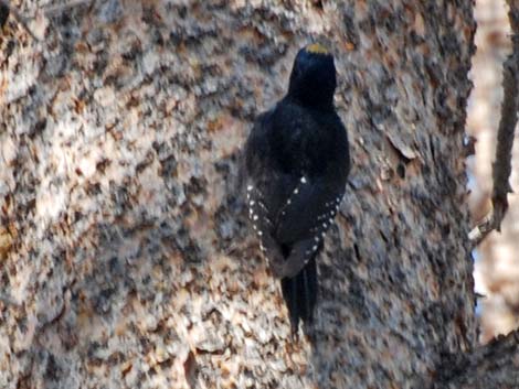 Black-backed Woodpecker (Picoides arcticus)