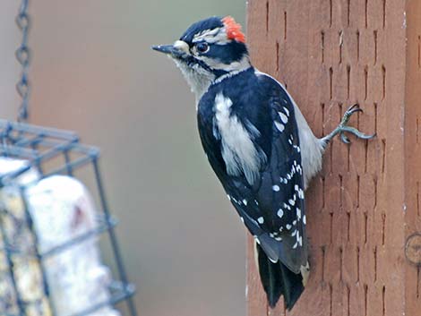 Downy Woodpecker (Picoides pubescens)