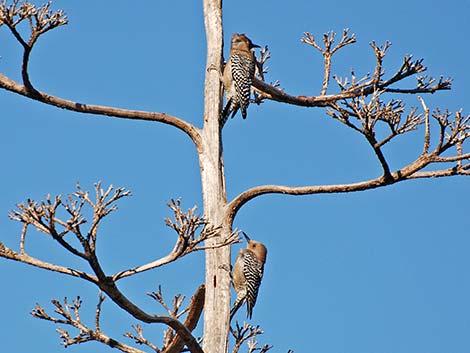 Gila Woodpecker (Melanerpes uropygialis)