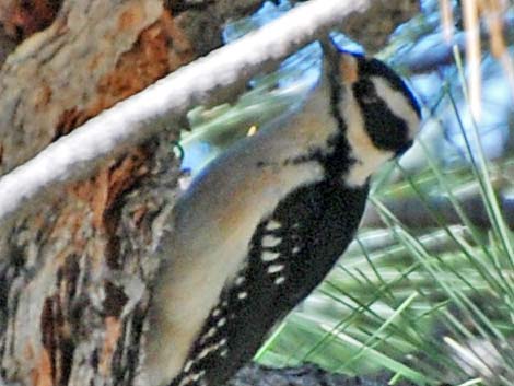 Hairy Woodpecker (Picoides villosus)