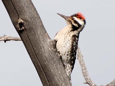 Ladder-backed Woodpecker (Picoides scalaris)