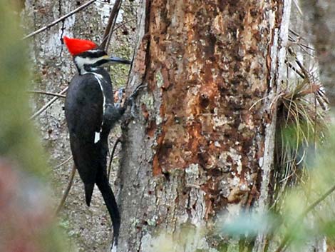 Pileated Woodpecker (Dryocopus pileatus)