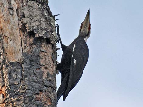 Pileated Woodpecker (Dryocopus pileatus)